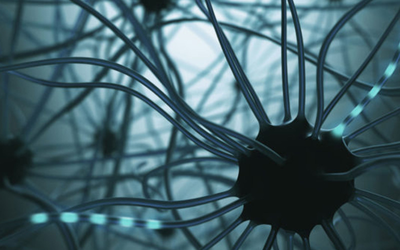 brain neurons