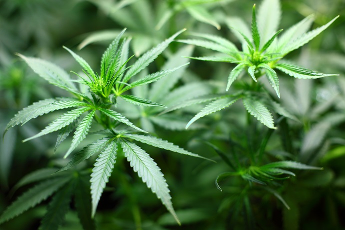 cannabis background macro close up